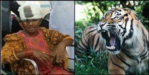 image: Uttarakhand: Tiger attack on woman