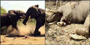image: Fight between two elephants in Rajaji Tiger Reserve Park
