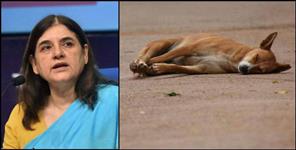 image: Dog killed in Uttarakhand Kashipur Maneka Gandhi Police Case