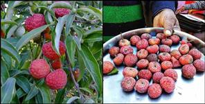 image: benefits of eating bhamora fruit uttarakhand