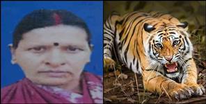 image: Tiger killed elderly woman in Almora