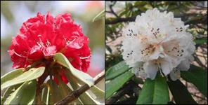 image: health benefit of buransh flower uttarakhand