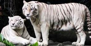 image: White tiger safari may start in uttarakhand