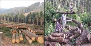 image: Most forests were cut in the name of development in Uttarakhand