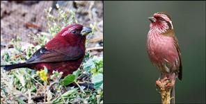 image: Uttarakhand Vilnius Rose Finch Nainital