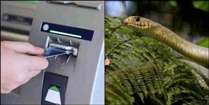 image: Snakes came out of ATM in Ramnagar Uttarakhand