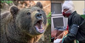 image: Bear attacked youth in Bageshwar Kapkot