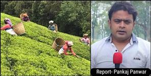 image: Special report on tea production in Dehradun