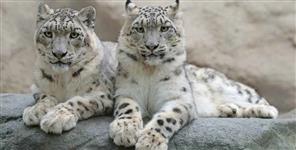 image: Rare Snow Leopard in Gangotri National Park