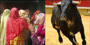 image: Stray bull attacked people in haldwani