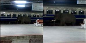image: Elephant at Haridwar railway station