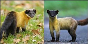 image: Yellow Throated Marten seen in Ramnagar
