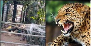image: Leopard escaped by breaking the cage in Haridwar