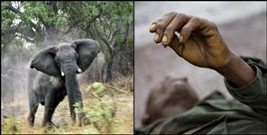 image: Elephant crushes woman and man in Pauri Garhwal