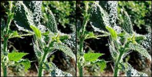 image: Kandali may be effective in fighting Coronavirus