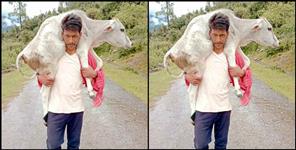 image: Chamoli Naveen Rawat takes cow baby to Dehradun
