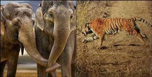 image: Rescue of tigress in Corbett National Park