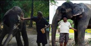 image: uttarakhand ramnagar rani elephant is heir of 5 crores