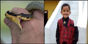 image: Child dies due to snake bite in Champawat