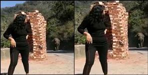 image: People forcefully taking selfie with elephant in Rishikesh