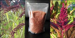 image: 18 products of Uttarakhand got GI certificate