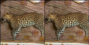 image: Villagers get relief from killing man eating Leopard