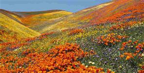 image: Valley of flowers uttarakhand