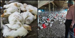 image: 1 thousand chickens killed in Pauri Garhwal farm