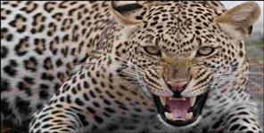 image: Leopard entered house in Agastyamuni and attacked woman