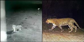 image: latest viral video of leopard in haldwani