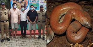 3 smugglers of red boa snake arrested
