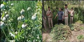 image: Poppy cultivation in Udham Singh Nagar Bindukheda