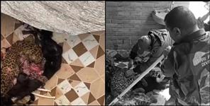 image: Leopard trapped in dog chain in Ghansali Tehri Garhwal