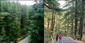 image: Cutting of trees will be reduced on Gangotri Highway
