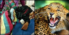 image: Mother rescues daughter from Leopard in Haldwani