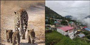 image: Leopard roaming with children in Guptkashi
