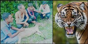 image: Pauri Garhwal Yamkeshwar Block Tiger
