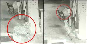 image: Leopard entered in petrol pump dugadda