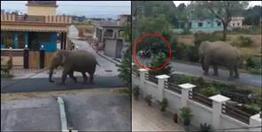 image: Coronavirus Uttarakhand:Uttarakhand elephant video of a colony viral