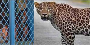 image: Leopard in school campus in Haridwar