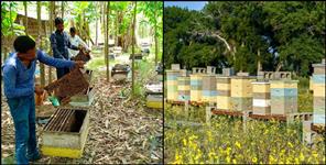 image: udhamsinghnagar district honey is also in demand in America