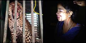 image: Female leopard caught in cage in Pauri Garhwal