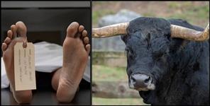 image: Stray bull attacks old man riding bicycle  dies during treatment in hospital