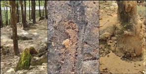 Dehradun ZOO Hoplo Borer 250 Trees Cut Again Infection
