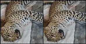image: Leopard hunt in Tehri Garhwal