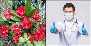 image: Buransh flower can cure coronavirus