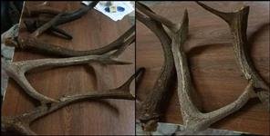 image: Smuggler arrested with 5 horns of chital in Kashipur