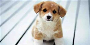image: Owner killed his pet dog in Dehradun