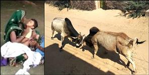 image: child dies in Bulls fight in Rishikesh market