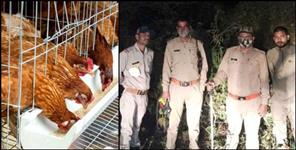 image: SOG deployed to protect roosters in Roorkee